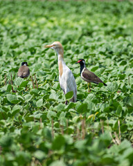 Close up image of Cattle Egret bird with Red Wattled Lapwing near Sasan Gir.