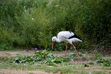 Fototapeta premium white stork ciconia