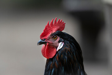 portrait of a rooster © Paul