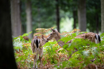 deer in the forest