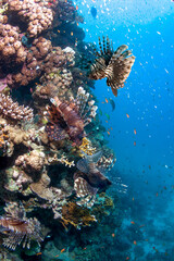 Naklejka na ściany i meble Group of Lion fish on the coral reef.
