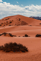 Fototapeta na wymiar Large sand dune in the Coral Pink Sand Dunes State Park near Kanab, Utah, USA