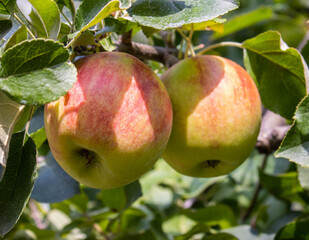 zwei reife Äpfel am Apfelbaum