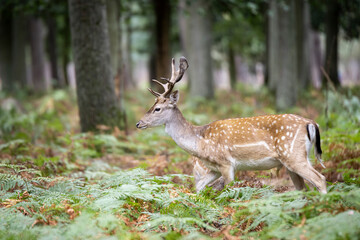 Naklejka na ściany i meble A young fallow deer buck wandering through the forest in germany 