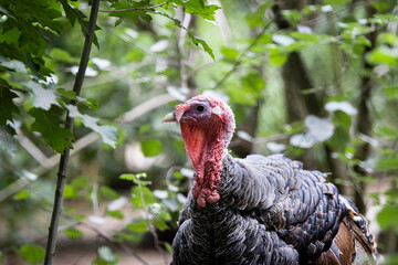 portrait of turkey