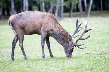 Red deer buck grazing in a clearing in a forest, Germany