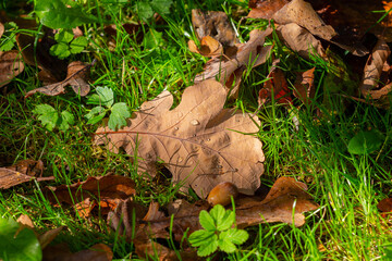 Autumn leaves in grass