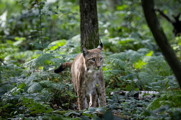 Eurasian lynx in the forest
