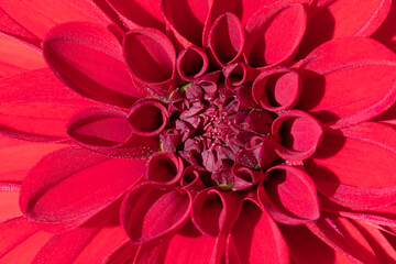 The colorful vivid macro shot of the beautiful red flower with pestles in the clear and sunny summer or spring weather