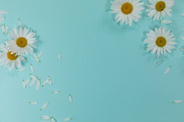 View of daisies and petals on blue background