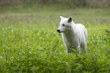 Obraz premium White tundra wolf in a meadow 