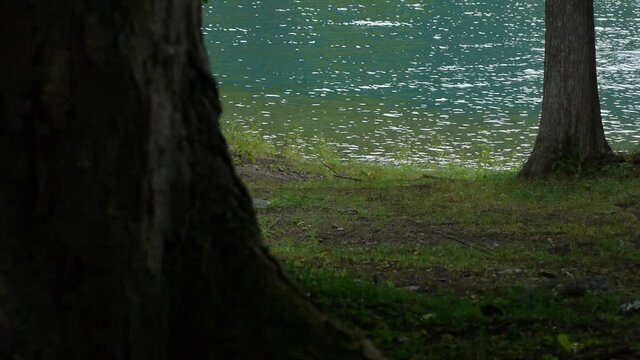 湖畔の森