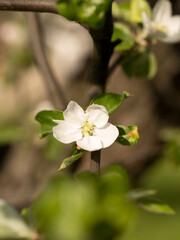 Obraz na płótnie Canvas Apple trees in spring