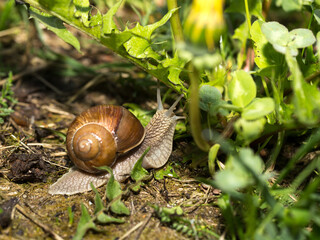 Grape snail early morning