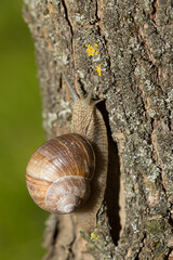 Grape snail early morning