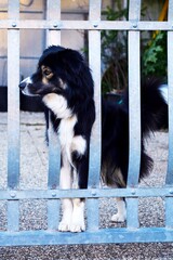black and white dog behind metal bars no people closeup