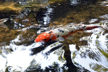 Obraz na płótnie Canvas white and orange koi carp fish in a pond with water reflections