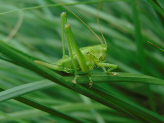 green grasshopper on a leaf