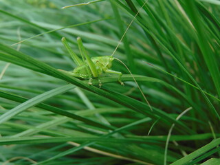 green grasshopper on a leaf