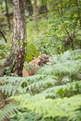 A pair of Eurasian lynx cleaning in the forest 