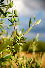 Olivo.Biniatzar. Bunyola. Tramuntana.Mallorca.Illes Balears.España.