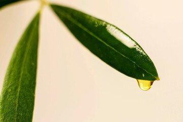 Gota de aceite en una hoja de olivo.Mallorca.Illes Balears.España.