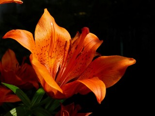 orange tiger lily