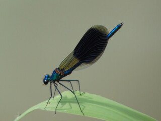 blue dragonfly on leaf
