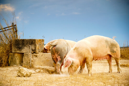 Cerdos. Ariany.Es Pla.Mallorca.Illes Balears.Espa&ntilde;a.