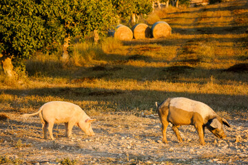 Piara de cerdos. Sant Joan.Es Pla.Mallorca.Illes Balears.España.