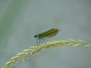 green dragonfly on a leaf