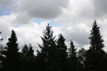 clouds and pinetrees