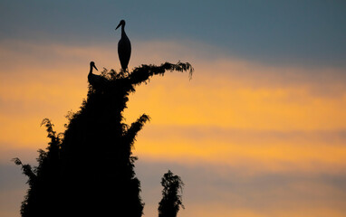 Silueta de una pareja (dos, 2) cigueñas blancas (ciconia ciconia) posadas sobre un árbol al atardecer 