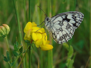 butterfly on a flower