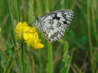 butterfly on a flower