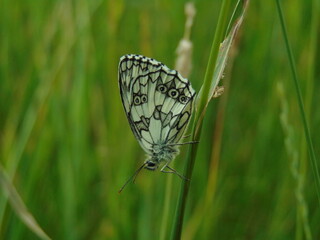 butterfly on green grass