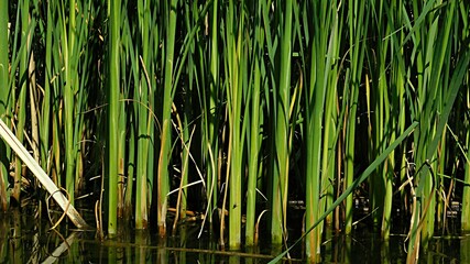 grass and water