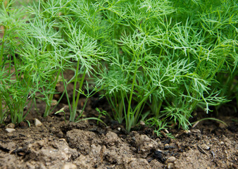 dill grows in the garden in spring