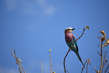 Colorful Bird