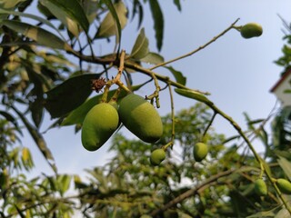Little green Mango's in the mango tree stock photo.