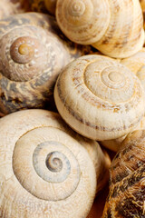 Concha de caracol.Mallorca.Islas Baleares. España.