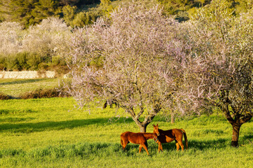 Almendros en flor. Albenya. Randa.Mallorca.Islas Baleares. España. © Tolo