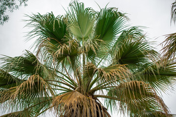 Fototapeta na wymiar coconut palm tree