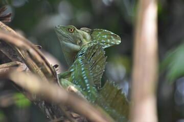 lizard on a branch