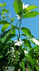 Fototapeta premium green leaves on blue sky