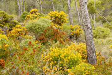 Genista lucida,Pinar del Puig de Cura.Migjorn.Mallorca.Islas Baleares. España.