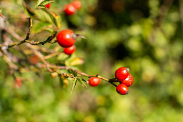 Close up images of red rose hips hanging on the bench of a bush on a sunny summer day with on a green background