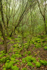 Encinar, Coma Gran, Bunyola,Sierra de Tramuntana.Mallorca.Islas Baleares. España.