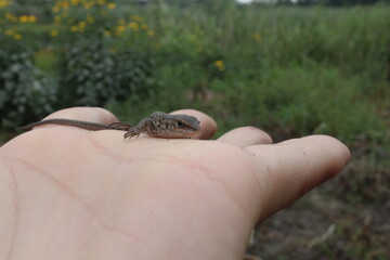 a small gray lizard sits on the hand naked or gloved looking