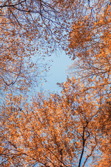 Autumn forest landscape in orange colors in the fall.